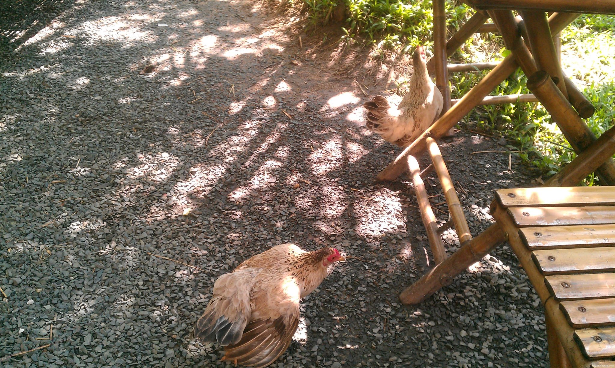 Chickens and baby chicks at Lang Coffeeshop - GoVap District