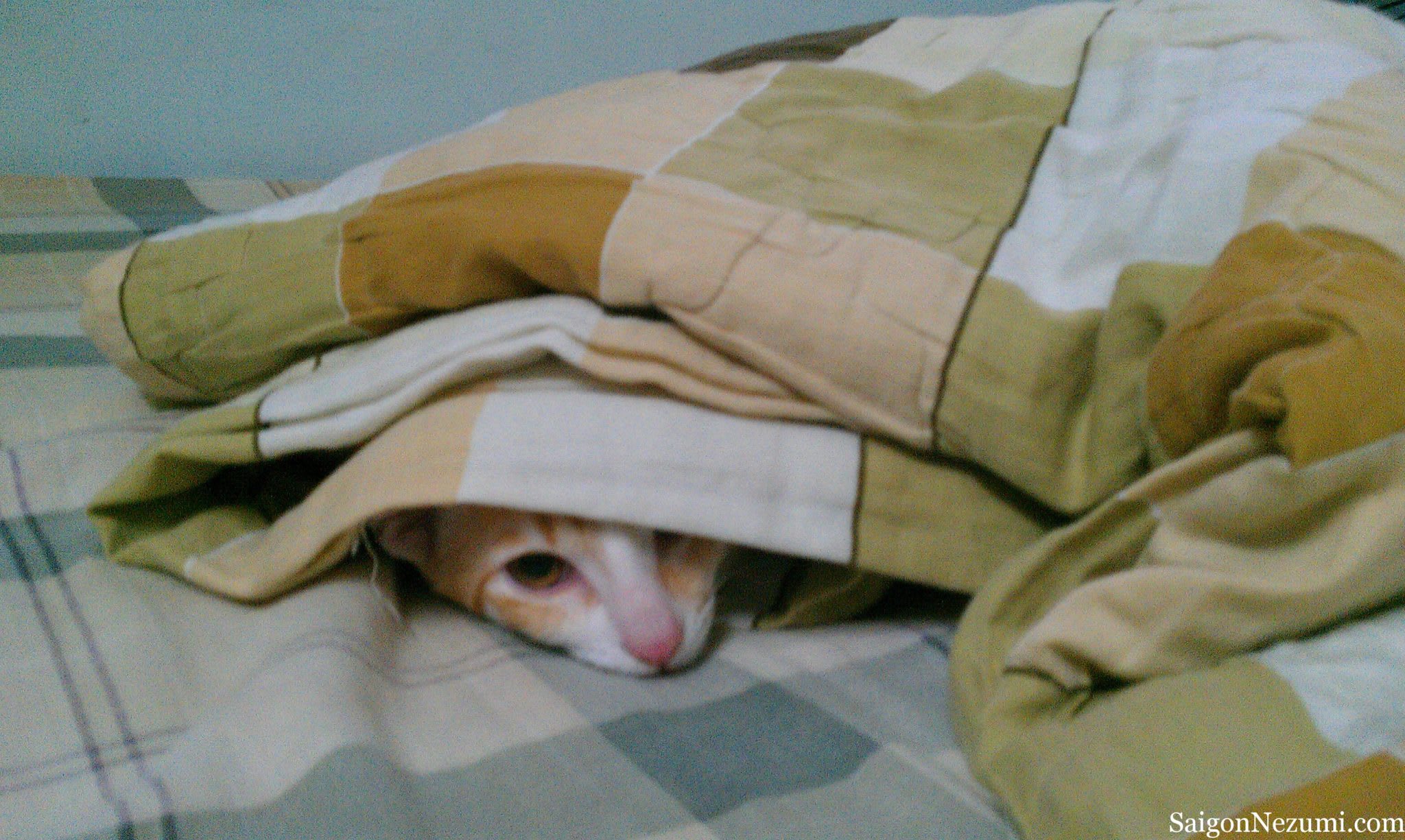 Hoshi under the covers