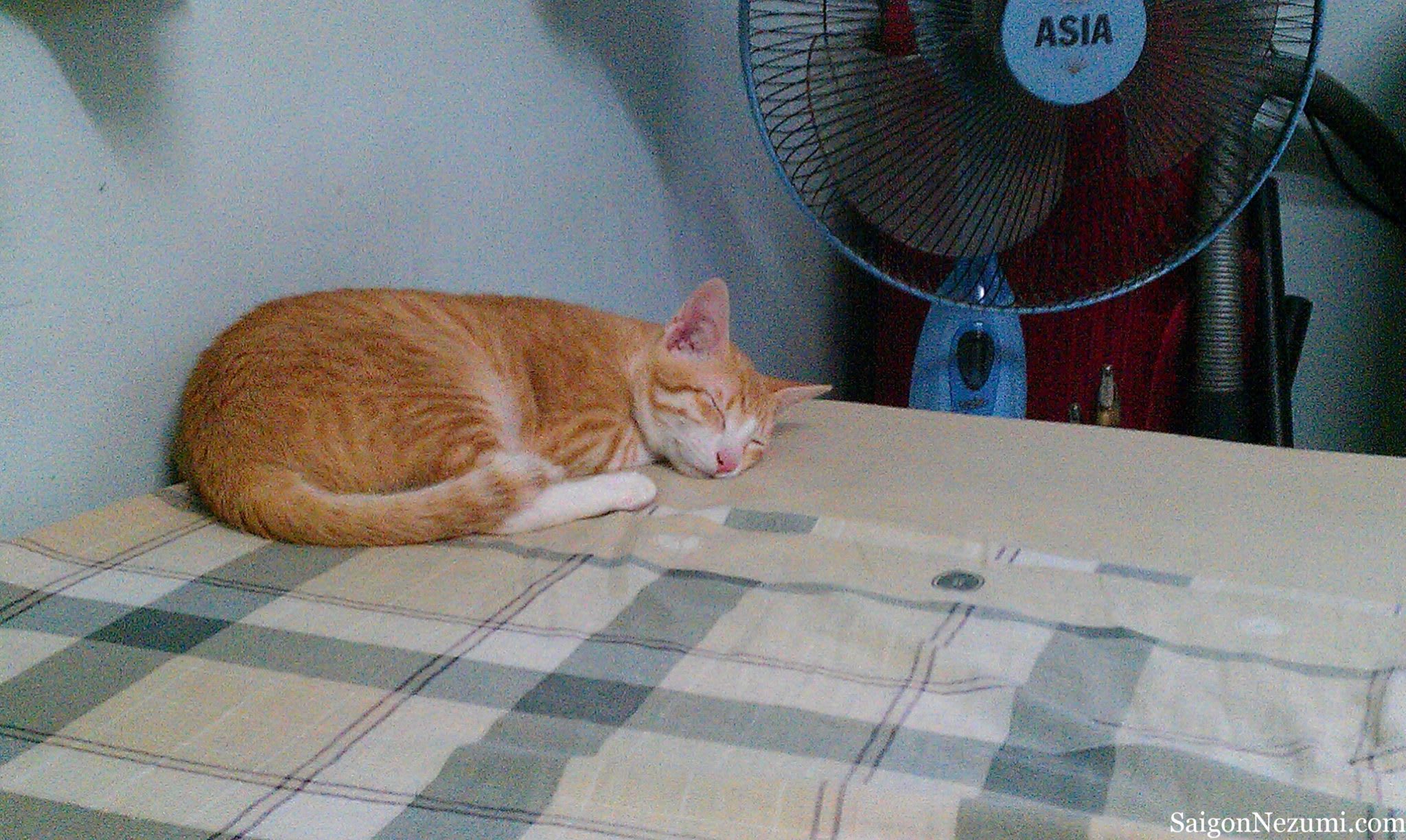 Yep, Hoshi loves sleeping
