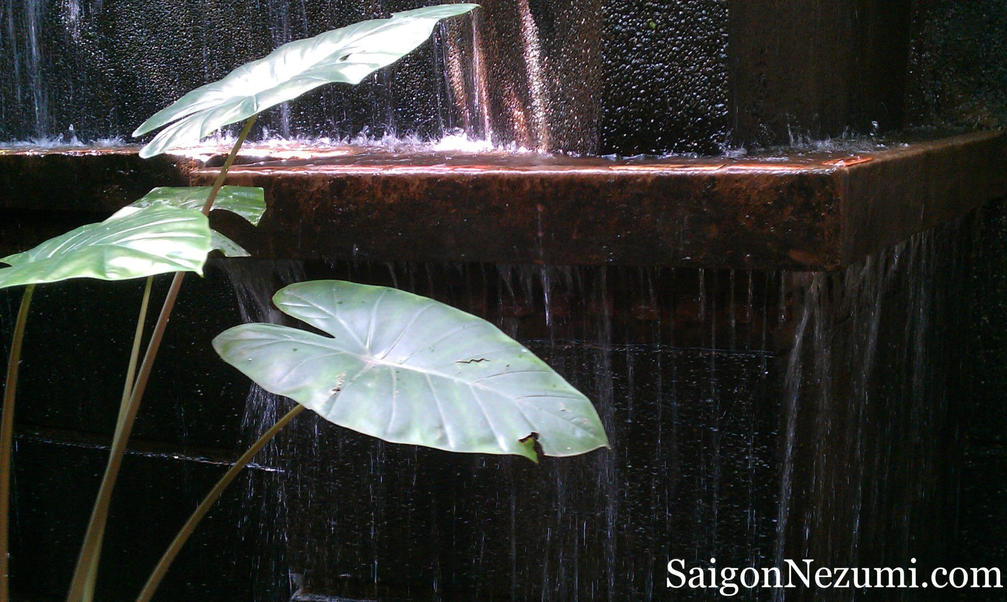 Cafe Tram - Phu Nhuan District, Saigon, Vietnam
