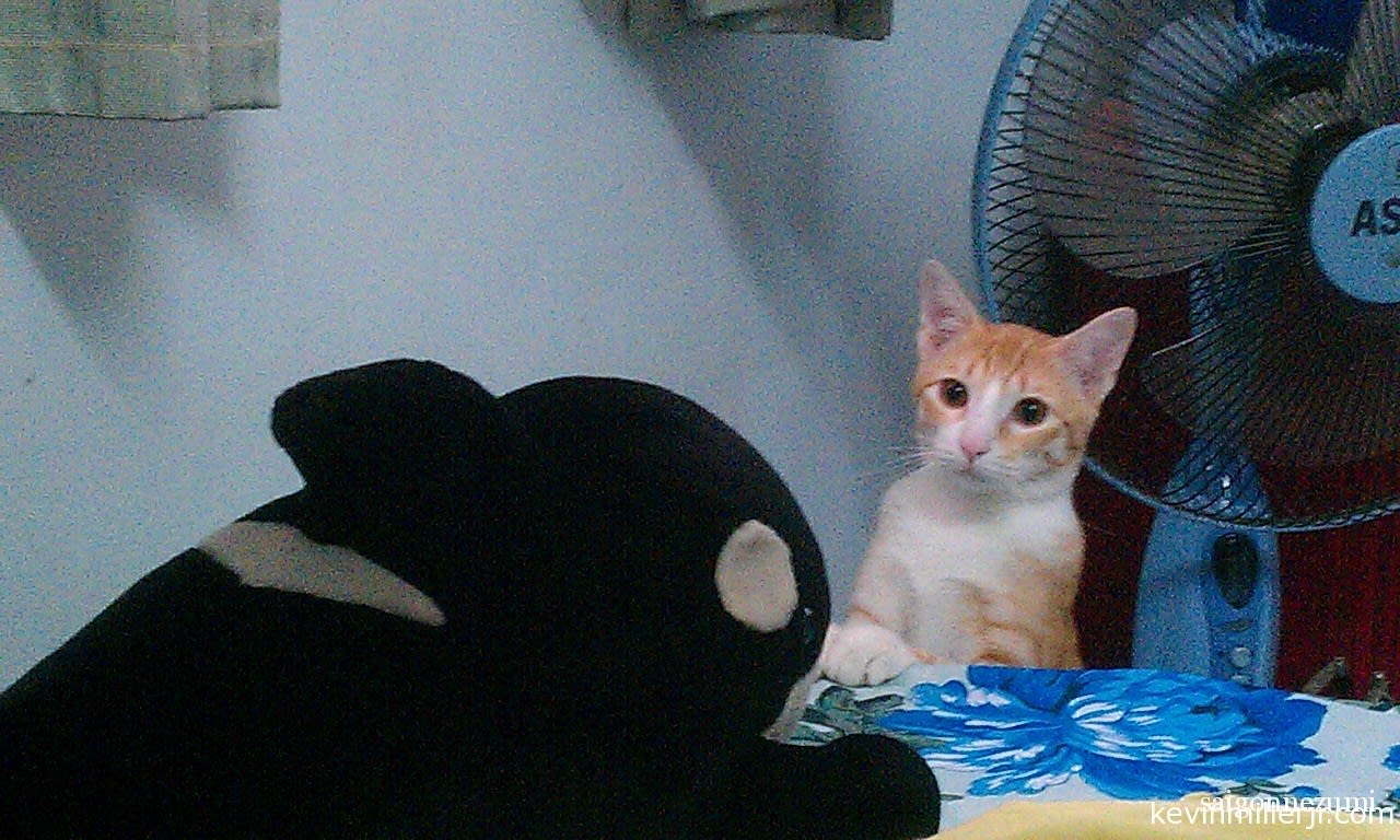 Hoshi vs Shamu
