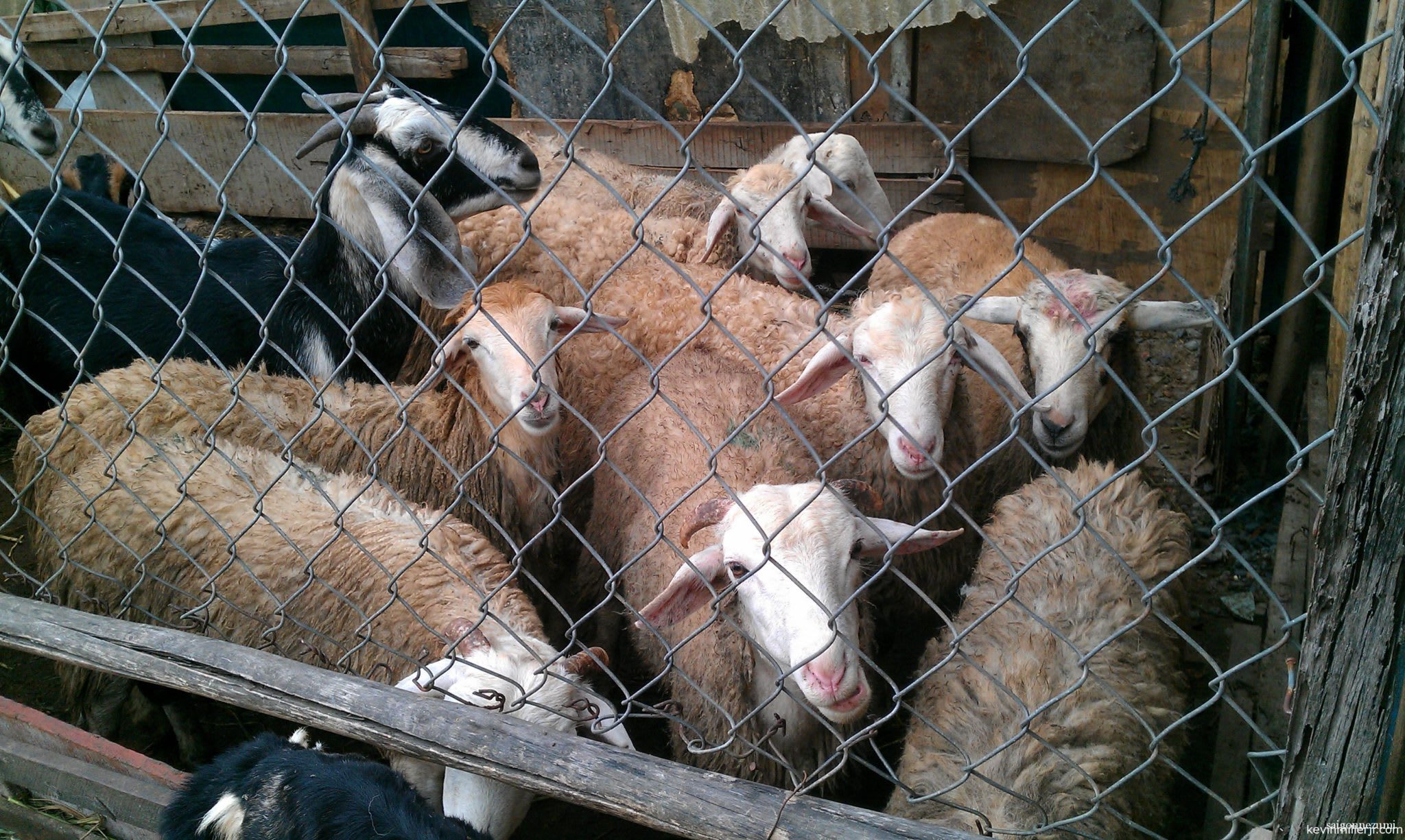 Halal sheep in Saigon