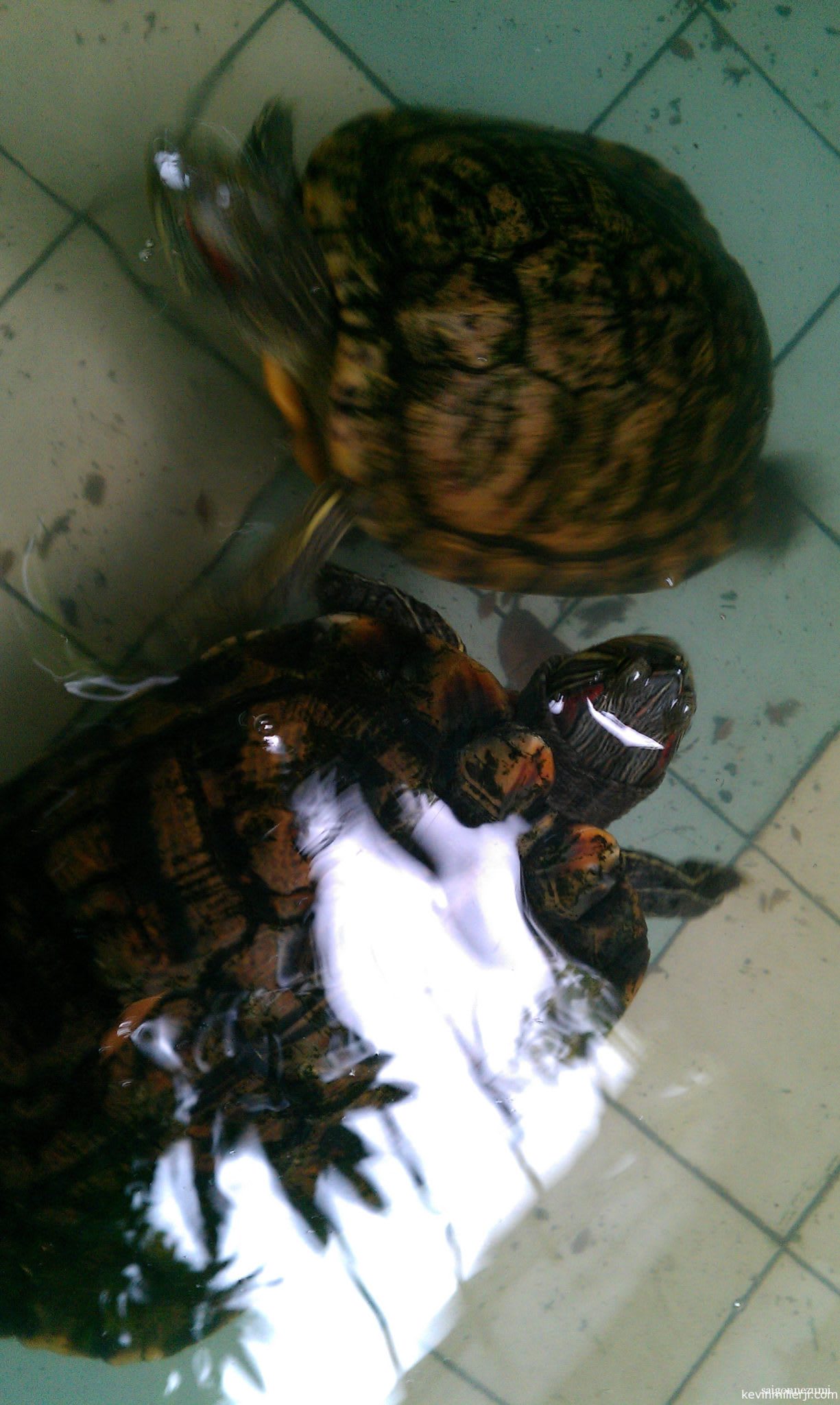 Coffee shop turtles