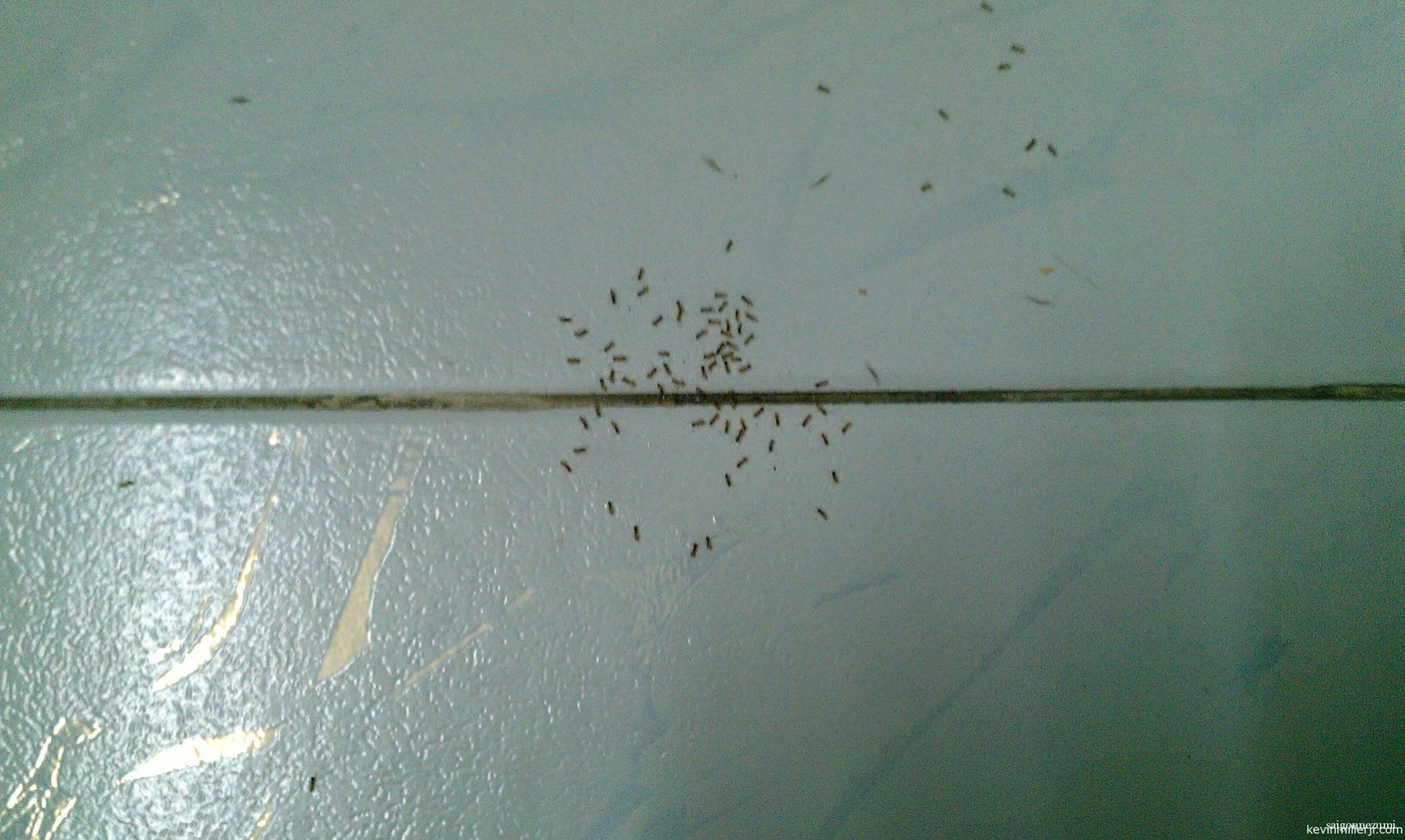 Ants everywhere in Saigon
