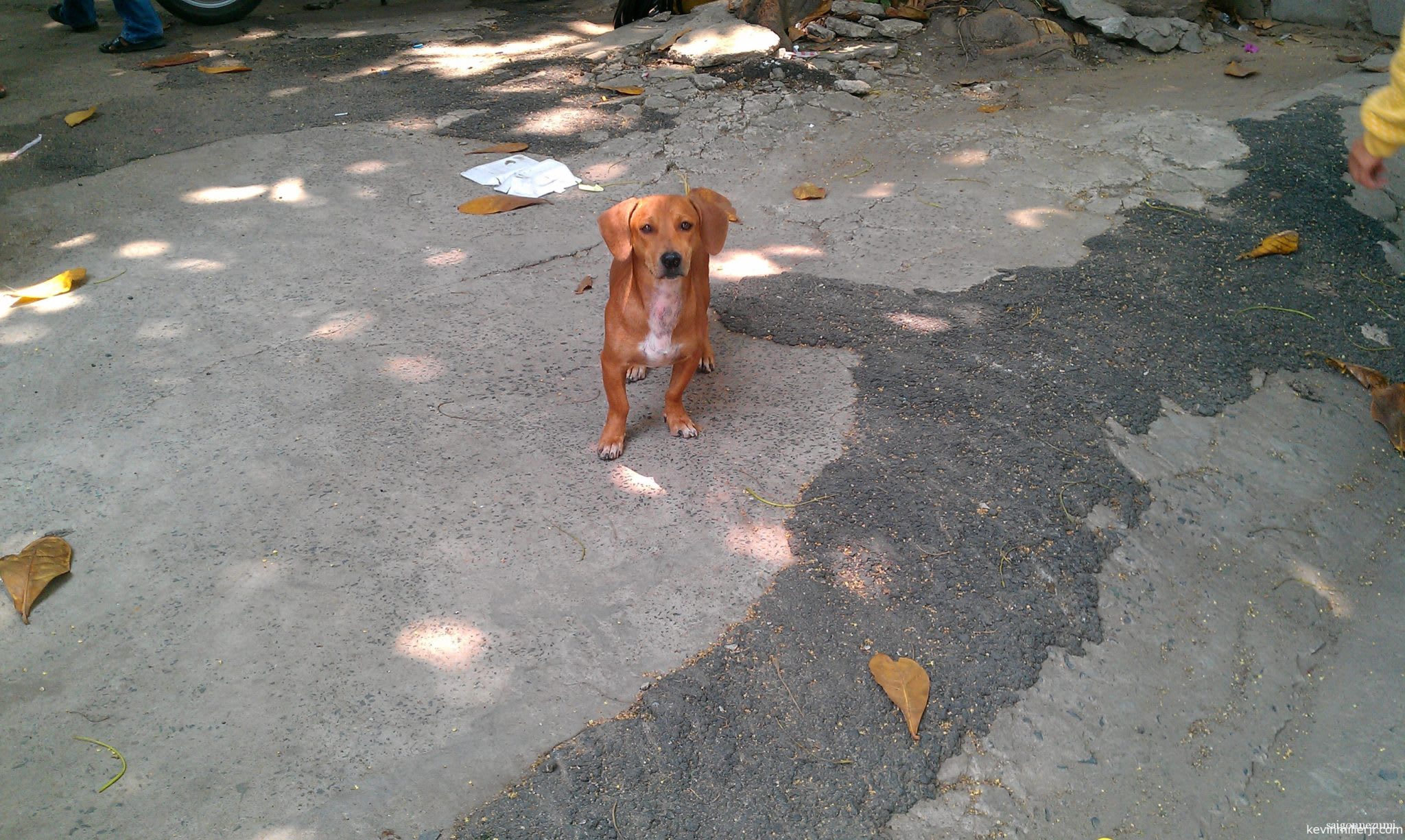 Weiner dog in Saigon