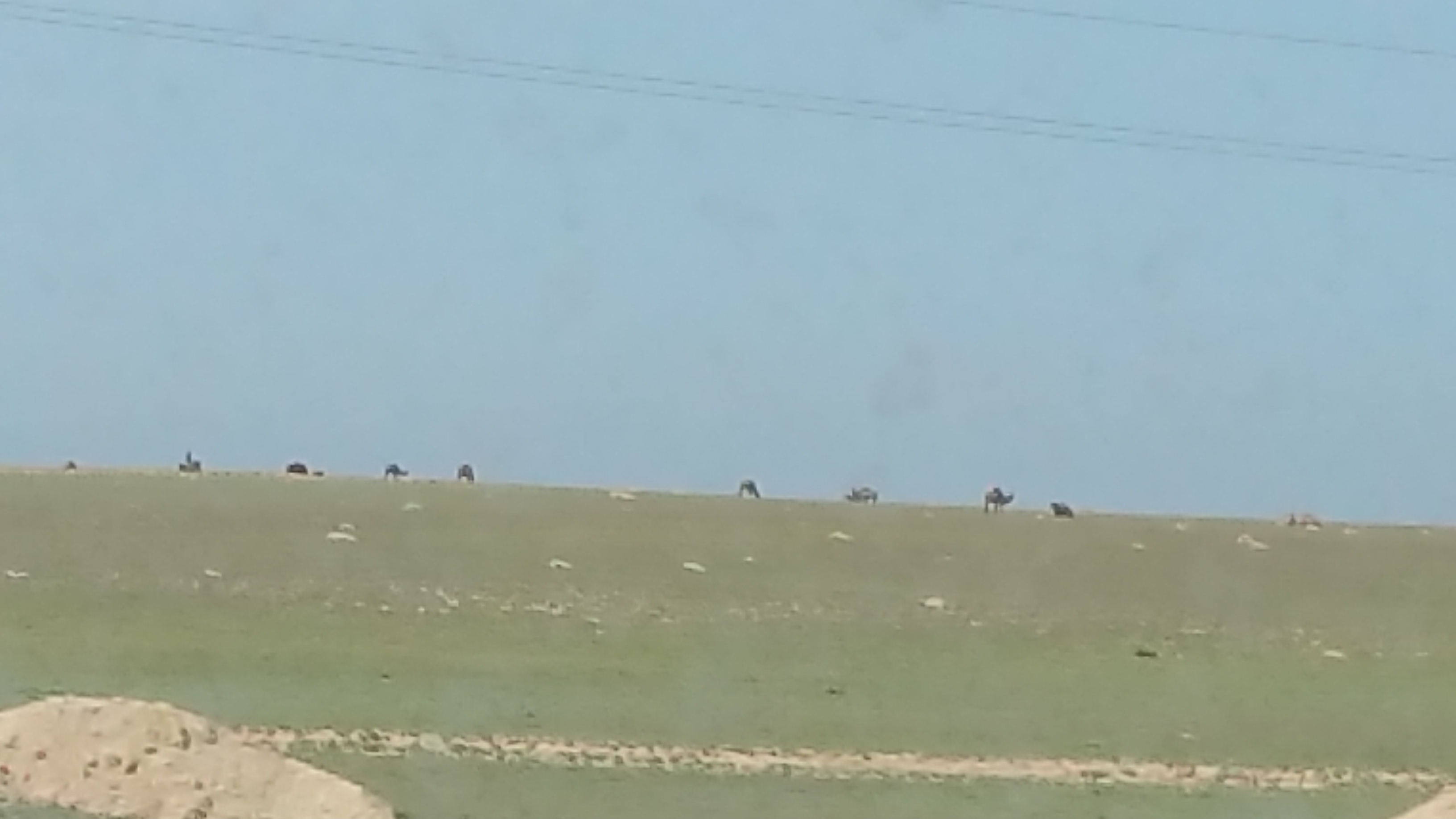 Camels in Aktau, Kazakhstan (May, 2015)