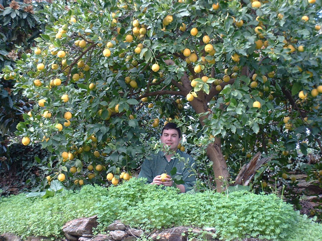 Orange orchards in Alanya, Turkey.