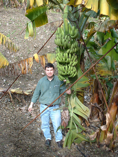 Banana plantation in Alanya, Turkey.