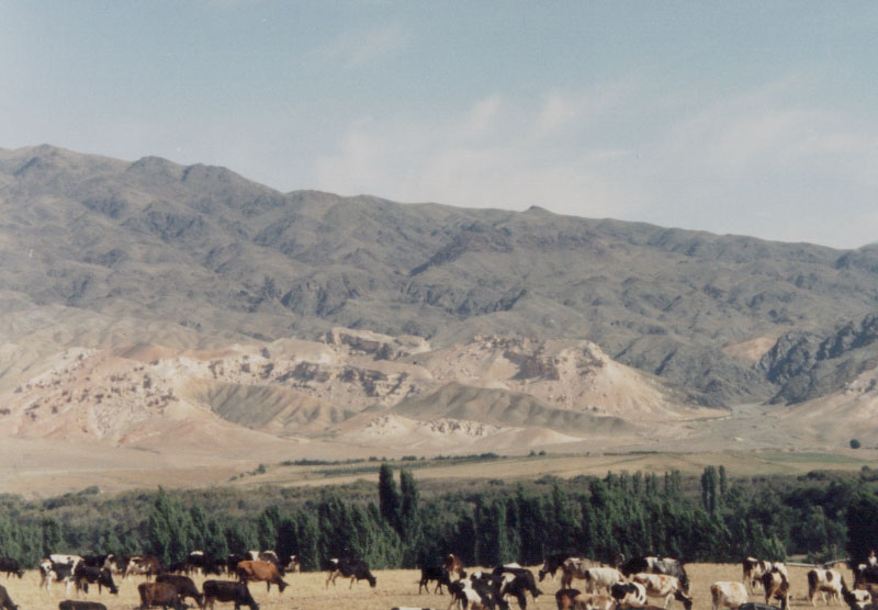 Kyrgyz horses and the Alatoo Mountains - Talas, Kyrgyzstan.