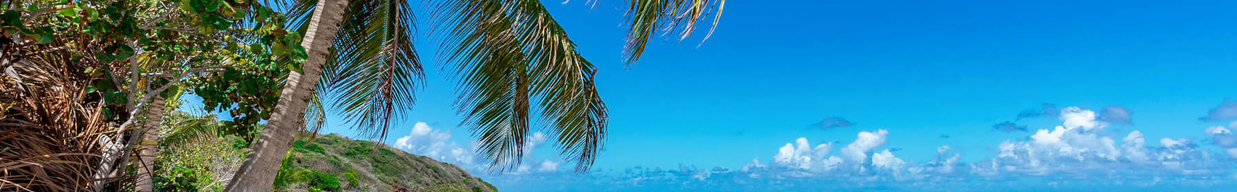 A view of tropical beach with palm tree in the Bahamas - International Removals to the Bahamas