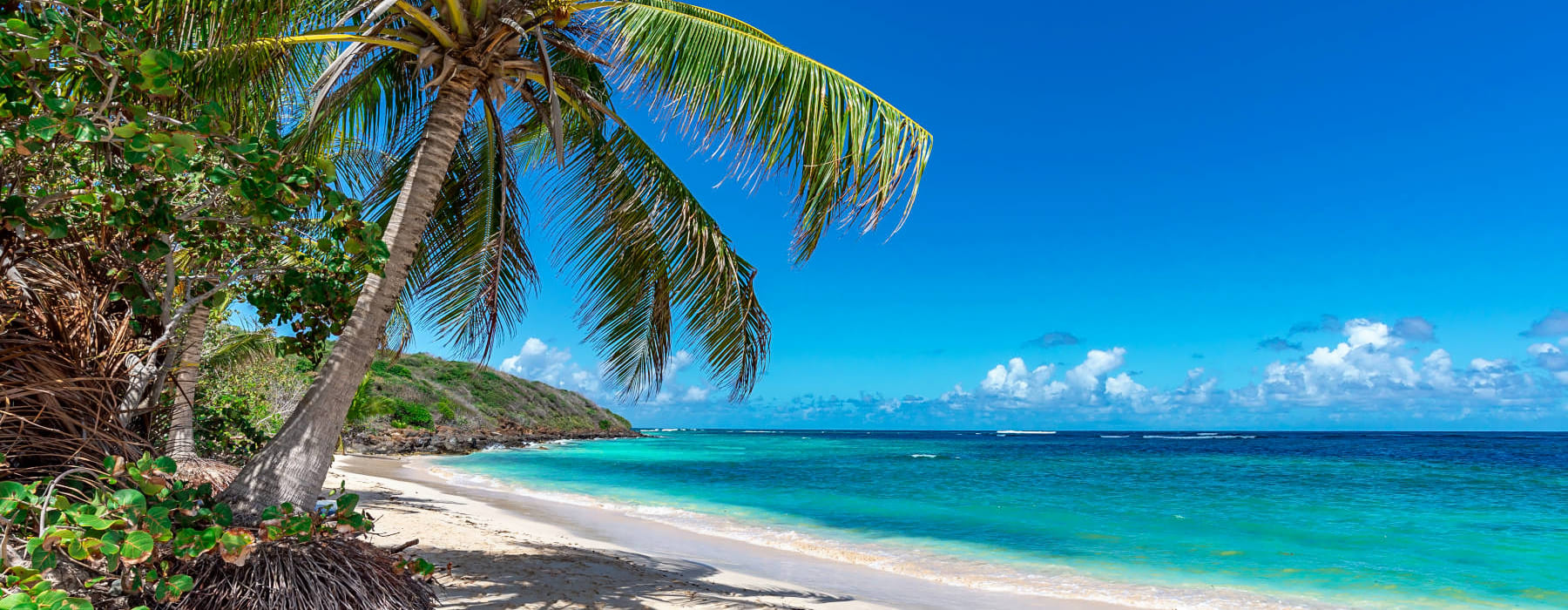 A view of tropical beach with palm tree in the Bahamas - International Removals to the Bahamas