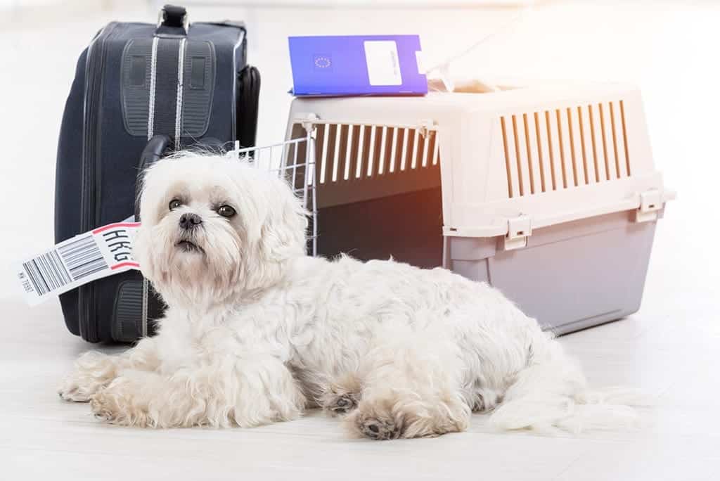 moving to Sydney with pets