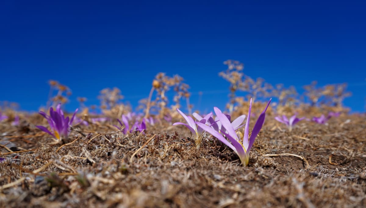 Autumn crocuses