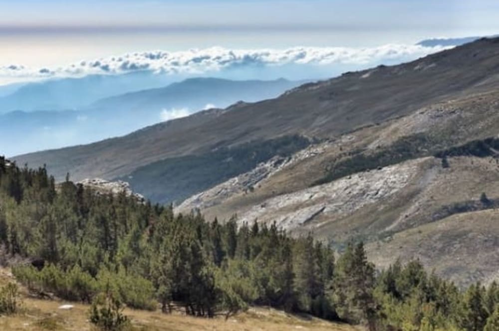 High forests of the Alpujarras