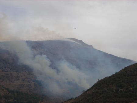 Reforesting area of Sierra Nevada burnt by fire 2005