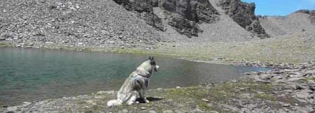 A night under the stars with my husky friend, Khumbu