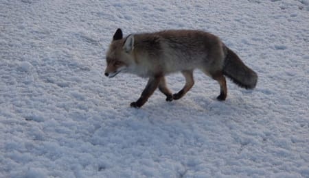 Winter traverse of 3000m peaks runs into fox problems