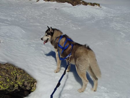 Skijoring in Spain, backcountry skiing with excitable husky!