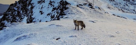 How to deal with the problem of foxes in the Sierra Nevada