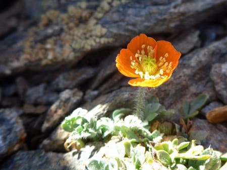 The Sierra Nevada Poppy (Papaver Lapeyrousianum)