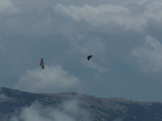 Griffon Vultures above Mulhacen south ridge