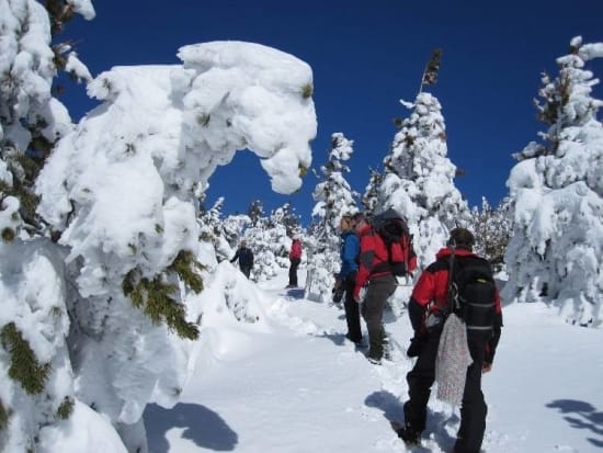 Snow filled winter forests