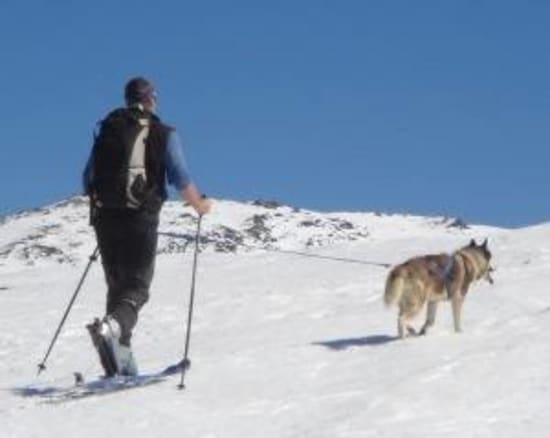 Skijoring with husky, Khumbu