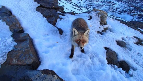 More fox related attacks on campers at Siete Lagunas