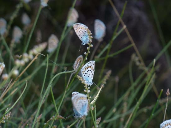 Silver Studded Blues