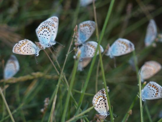 Silver-studded Blue Butterflies on Mulhacen, Sierra Nevada