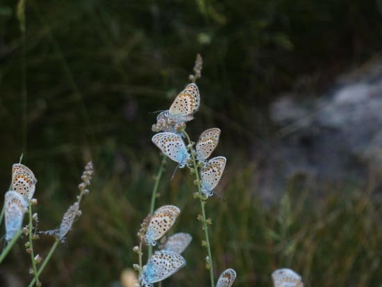 Silver Studded Blues