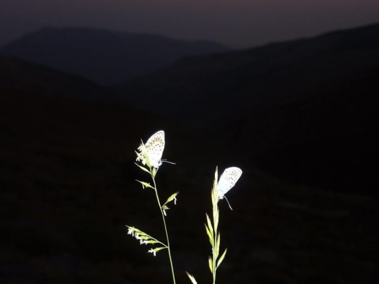 Silver Studded Blues