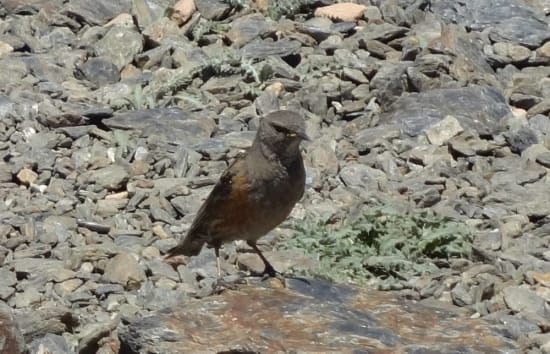 Alpine Accentor