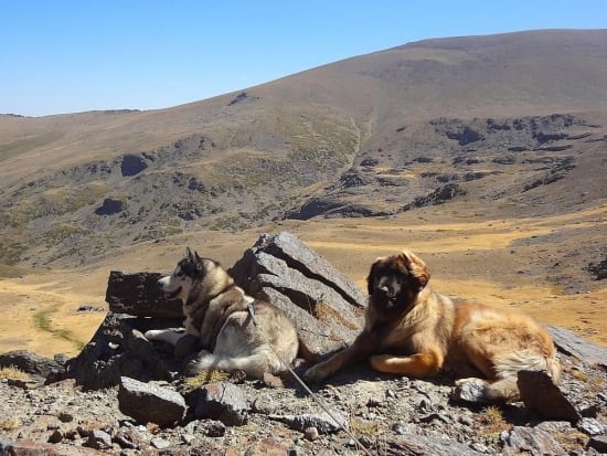 Dogs chilling out!