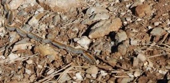 Pine Processionary Caterpillars dangers, Sierra Nevada