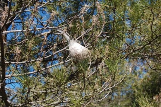 Pine Processionary Caterpillar Nests