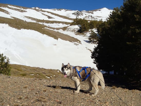 Khumbu, our husky looking not impresses by the lack of snow