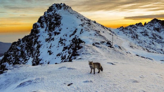 Fox at the col de Carihuela