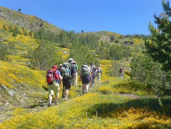 Walking through fields of yellow dwarf broom