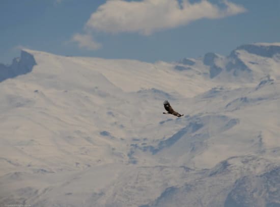 A majestic young Golden Eagle soaring in front of Veleta and the ski slopes