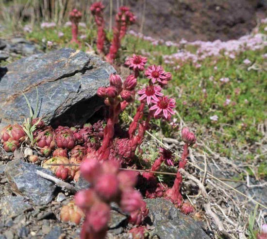 Sempervivum minutum. (Jupiters beard)