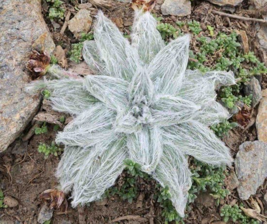 Plantago nivalis (Star of the snows)