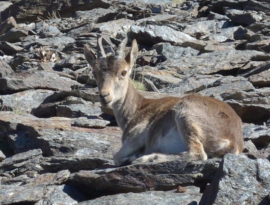 The wildlife is much less timid around Laguna de la Mosca