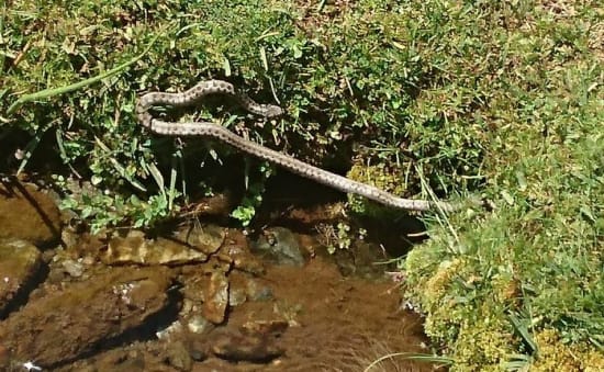 The rare (for the Sierra Nevada) Smooth Snake at 2450m