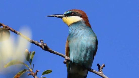 The wonderful Beeeater