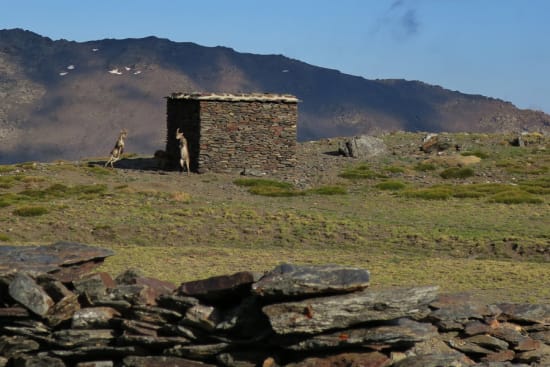 Spring is in the air! Cabra Monteses at La Campiñuela refuge