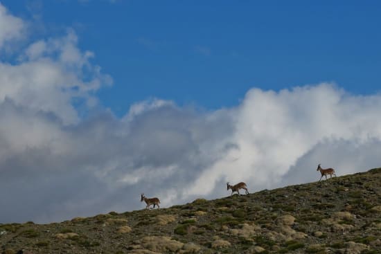 Cabra Monteses, Tajos de Peñón Negro