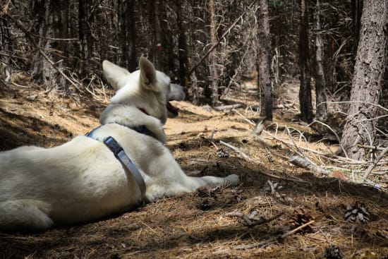 Day 1 - resting in the cooler forest