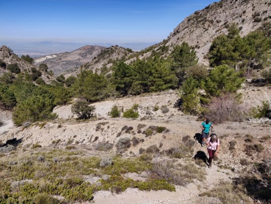 Emerging from the tree line in the Barranco de Rambla Seca