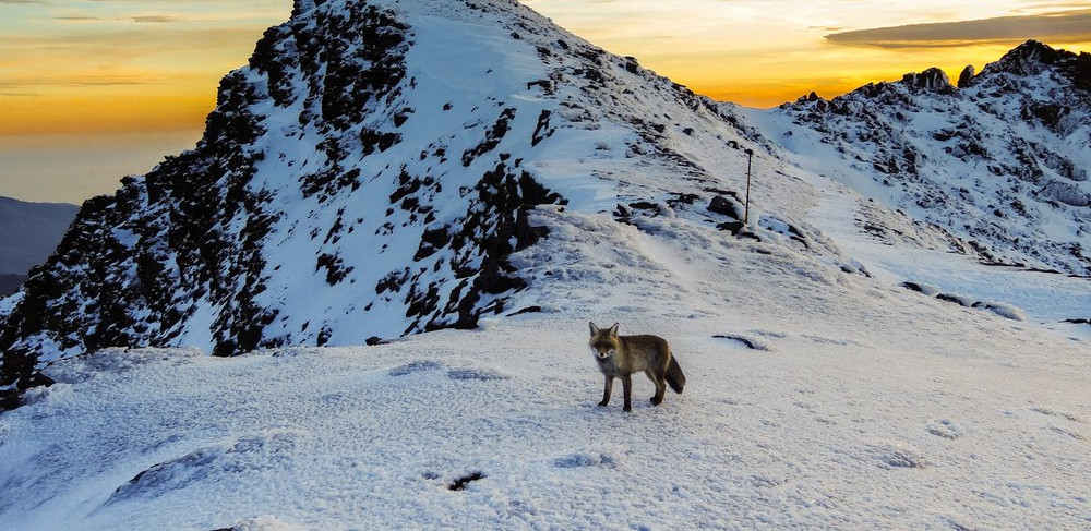 Fox at the Col de Carihuela